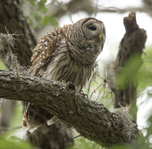 owl
